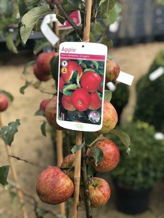 FRUIT TREES IN VAR - APPLE UFRAME - image 2