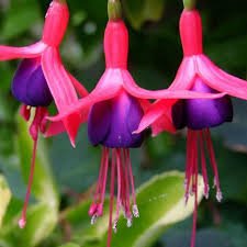 FUCHSIA MRS POPPLE