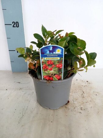 Gaultheria procumbens