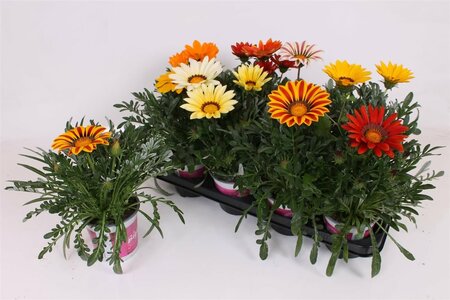 Gazania 'Big Kiss' mix