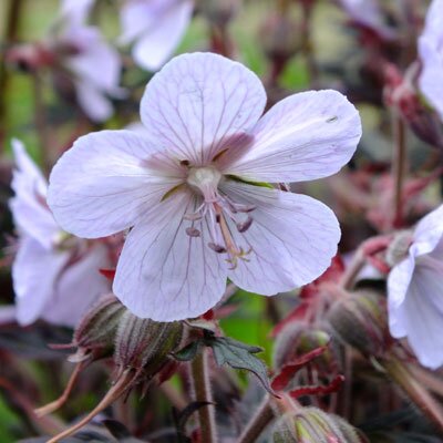 Geranium 'Black and White' / 2 Ltr pot