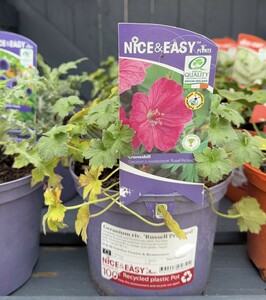 Geranium riv. 'Russell Prichard'