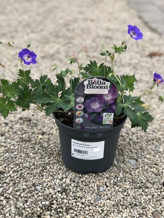 GERANIUM Rozanne