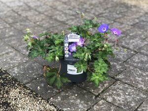 Geranium 'Rozanne'