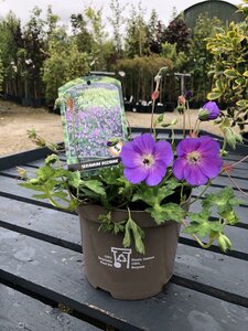 GERANIUM ROZANNE RP