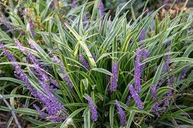 Grass Liriope bush