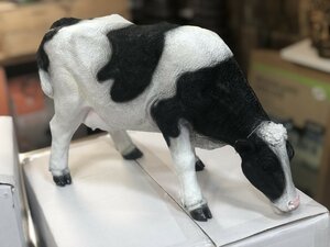 Grazing Black & White Cow