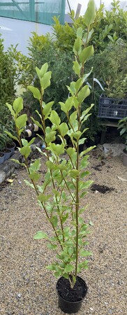 GRISELINIA littoralis 40-60cm