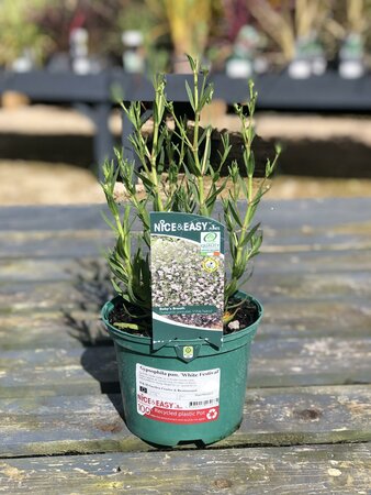 Gypsophila pan. 'White Festival'