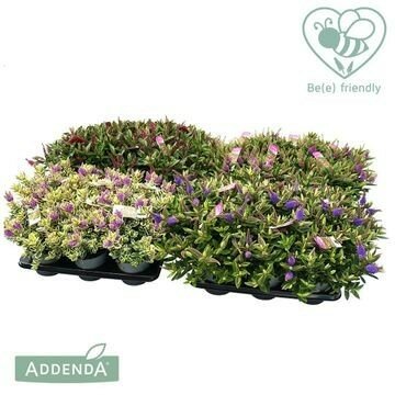 Hebe addenda® mix