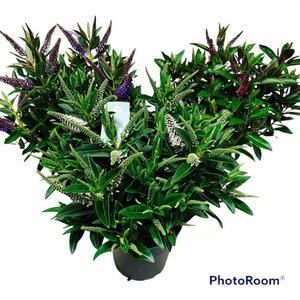 Hebe addenda® mix