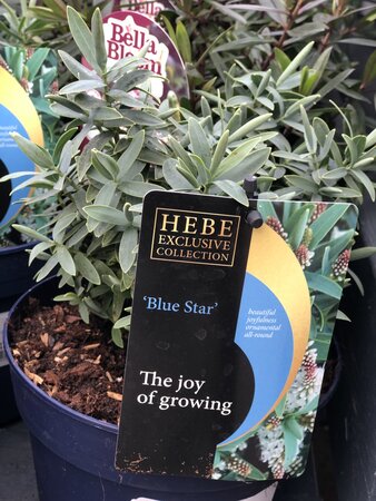 HEBE Blue Star