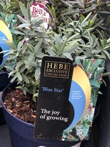 HEBE Blue Star