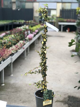 HEDERA HELIX GOLDHEART