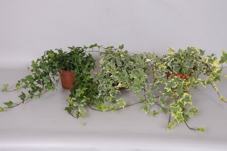 Hedera   mixed extra