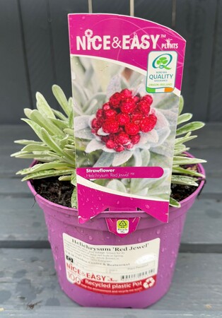 Helichrysum 'Red Jewel'