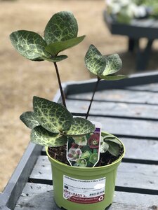 Helleborus Frostkiss Vibey Velvet