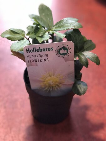 Helleborus nig. Chr. Carol