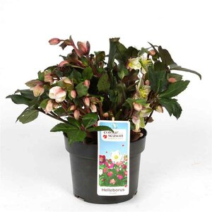 Helleborus 'Pirouette'