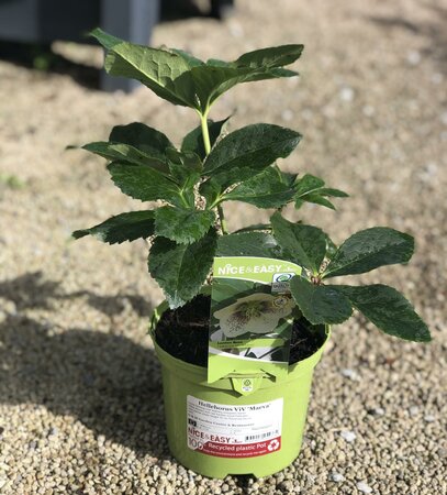 Helleborus ViV 'Maeva'