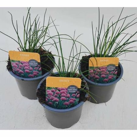 Herb Chives 10.5cm