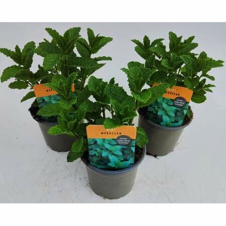 Herb Mint Moroccan 10.5cm