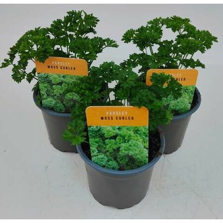 Herb Parsley Curled 10.5cm