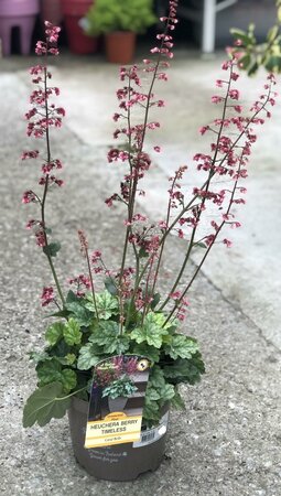 HEUCHERA BERRY TIMELESS