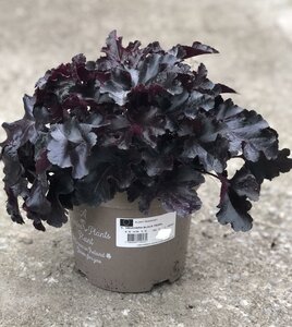 HEUCHERA BLACK PEARL