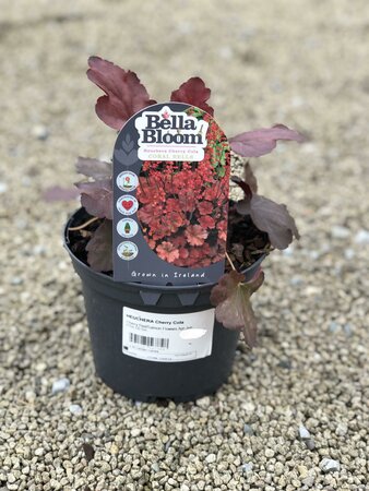 HEUCHERA Cherry Cola