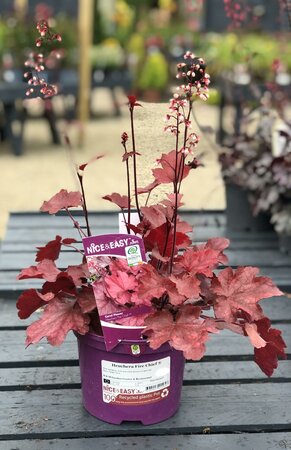 Heuchera Fire Chief ®