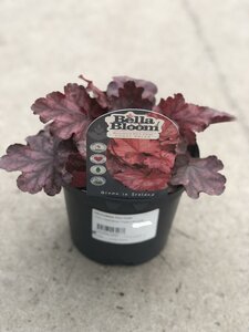 HEUCHERA Fire Chief