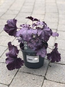 HEUCHERA Forever Purple