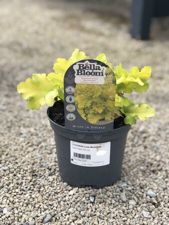 HEUCHERA Lime Marmalade