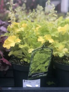 HEUCHERA LIMEBERRY