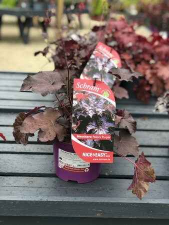 Heuchera m. 'Palace Purple'