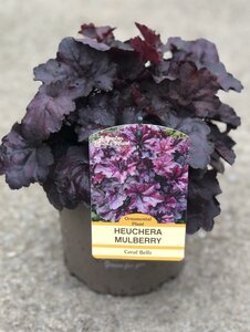 HEUCHERA MULBERRY