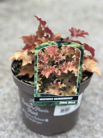 HEUCHERA ORANGE BERRY