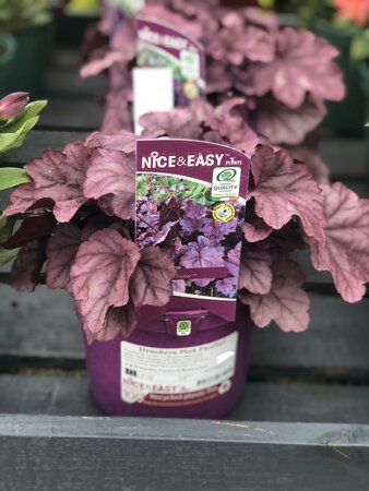 Heuchera Pink Panther