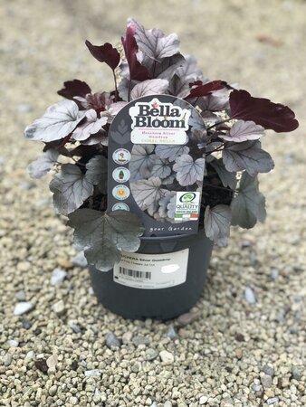 HEUCHERA Silver Gumdrop