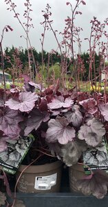 HEUCHERA SILVERBERRY