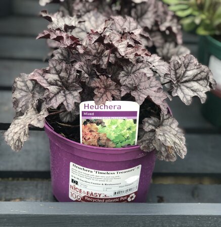 Heuchera 'Timeless Treasure' ®