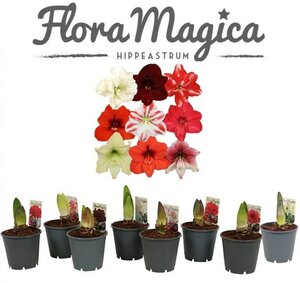 Hippeastrum exclusive mix