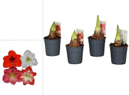 Hippeastrum mix