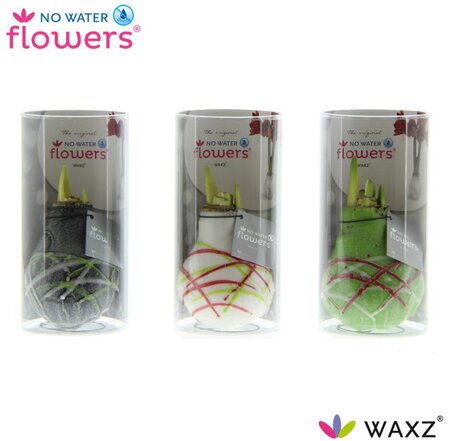 Hippeastrum Waxz® 'Art'