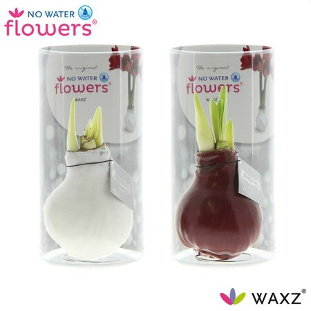 Hippeastrum Waxz® colour mix