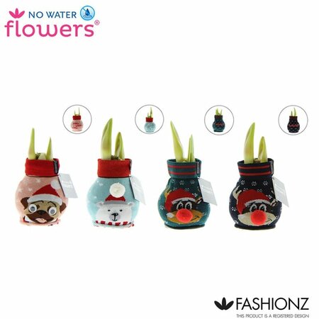 Hippeastrum Waxz® 'Fashionz Silly'