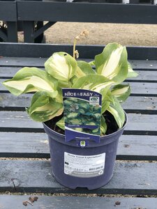 Hosta 'Great Expectations'