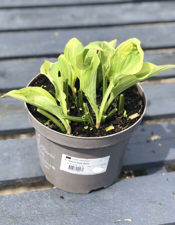 HOSTA WIDE BRIM