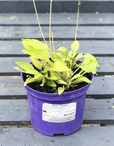 Hosta 'Wogon'